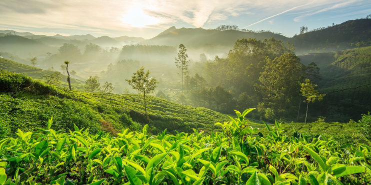 Tea plantation in Munnar, Sri Lanka, with lush green hills and morning mist creating a serene landscape.