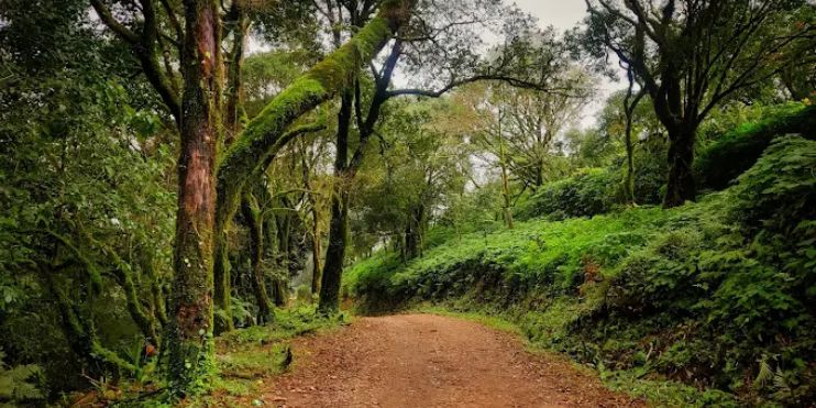 A dirt road lined with trees, leading through a serene forest towards the Rani Jhari viewpoint.