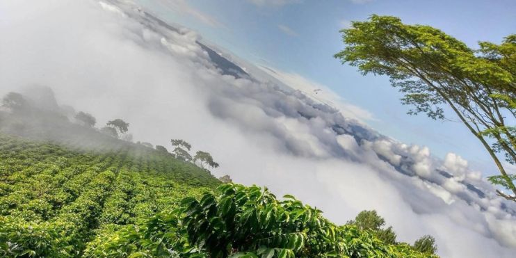 Aerial view of fluffy clouds above lush coffee plantations, highlighting the scenic beauty of Angadi's coffee-growing hills.