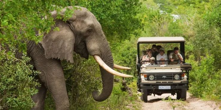 An elephant walks down a dirt road while a jeep with people observes during a wildlife safari in Karnataka's forests.