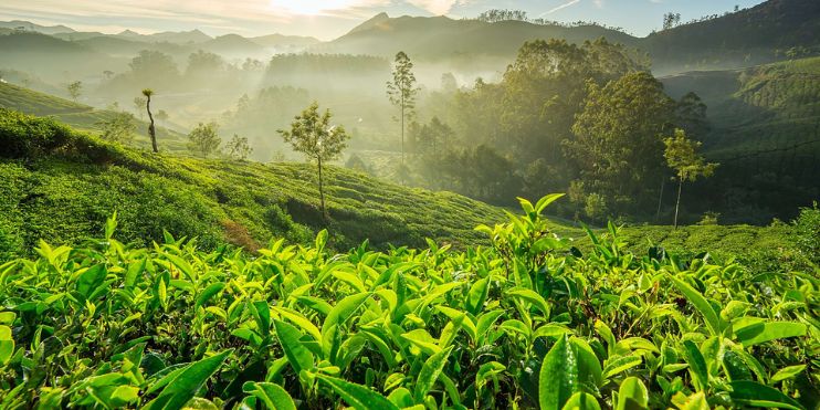 Tea plantation in Munnar, Sri Lanka, bathed in morning light, showcasing lush green tea bushes and serene landscape.