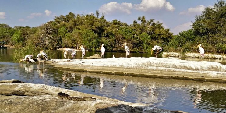 A group of birds perched on rocks in a river, surrounded by lush greenery, ideal for bird watching during the monsoon.