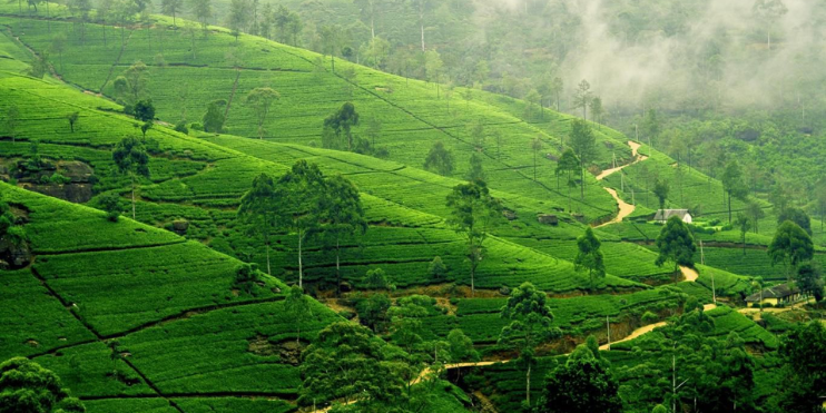 Tea plantations in Sri Lanka, showcasing lush green hills and neatly arranged tea bushes under a clear blue sky.