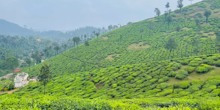 Tea plantation in the mountains of Kerala, featuring neatly lined tea bushes and scenic views, ideal for tours and tastings.